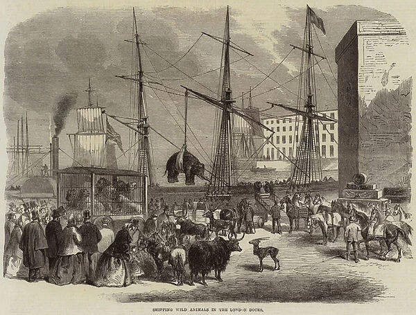 Shipping Wild Animals in the London Docks (engraving)