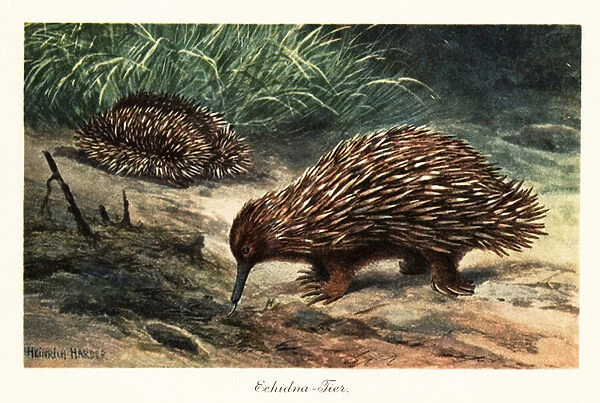 Short-beaked echidna, Tachyglossus aculeatus, foraging for food. 1908 (illustration)