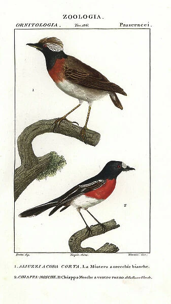 Short-tailed field-tyrant, Muscigralla brevicauda, and Pacific robin (Norfolk Island), Petroica multicolor