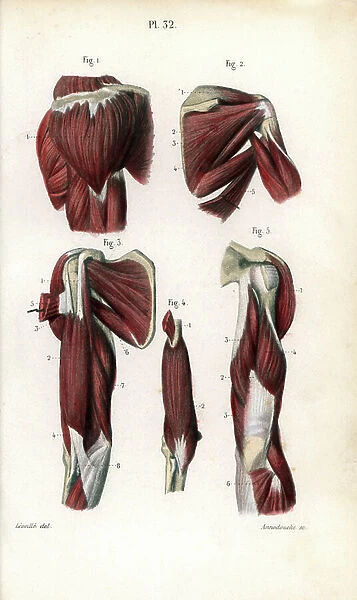 Shoulder and arm muscles. Lithograph of Anneshower, based on a drawing by Leveille, in Petiure Atlas complet d'Anatomie descriptive du Corps Humain, by Dr. Joseph Nicolas Masse, published by Mequignon Marvis, Paris (France), 1864