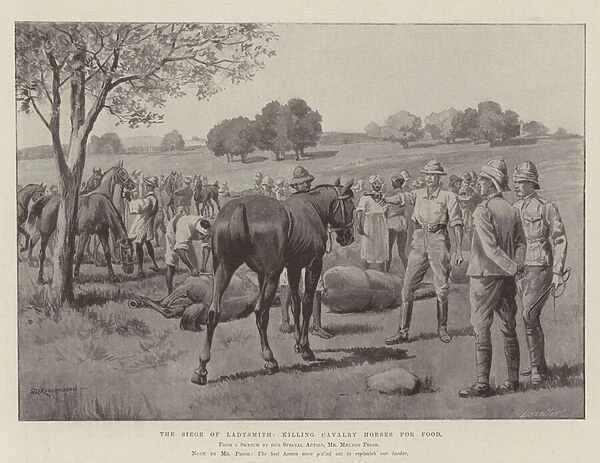 The Siege of Ladysmith, killing Cavalry Horses for Food (litho)