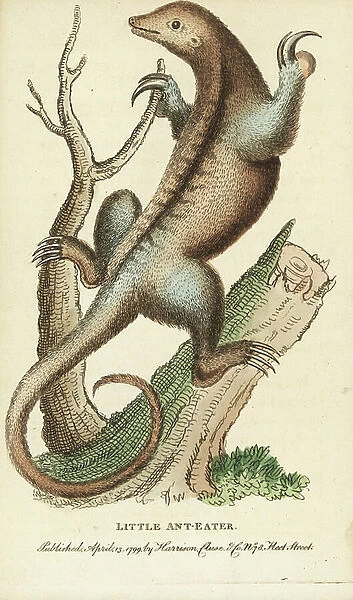 Silky anteater, Cyclops didactylus. Illustration copied from George Edwards. Handcoloured copperplate engraving from ' The Naturalist's Pocket Magazine, ' Harrison, London, 1799