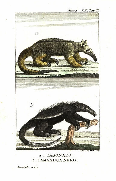Silky anteater or pygmy anteater (Fourmilier) (Azara's cagouare), Cyclopes didactylus, and black tamandua, (Tamandou) Tamandua tetradactyla. From Felix de Azara's Voyages dans l'America Meridionale, 1801