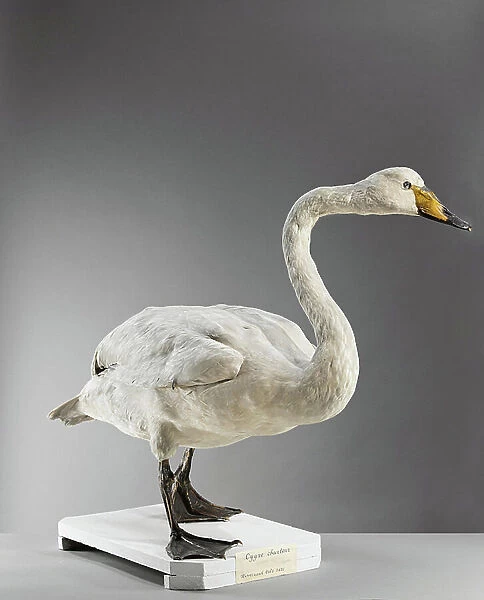 Singing swan or wild swan (Cygnus cygnus), whooper swan - Museum d'histoire naturelle de Marseille