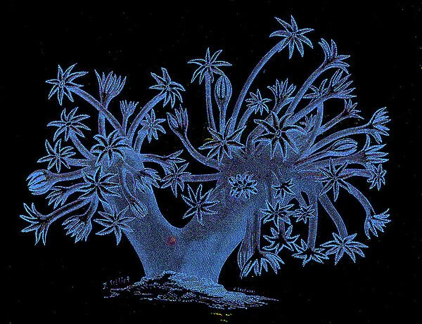 Sinularia, soft coral, 1880 (engraving)