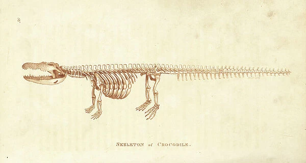 Skeleton of a crocodile, Crocodylus niloticus. Copperplate engraving by Heath after an illustration by George Shaw from his General Zoology, Amphibia, London, 1801