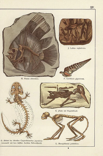 Skeleton Fossils, Fish, Salamander, Monkey and Bird Footprint - Chromolithography of Geology and Paleontology by Friedrich Rolle (1827-1887), extract from Natural History by Gotthilf Heinrich von Schubert (1780-1860)
