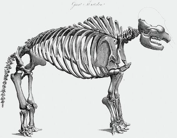 Skeleton of Giant Mastodon excavated by Wilson Peale of Philadelphia at Newburgh on the Hudson, 1801 (engraving)