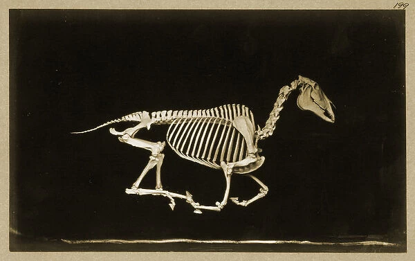 Skeleton of a running horse (b  /  w photo)