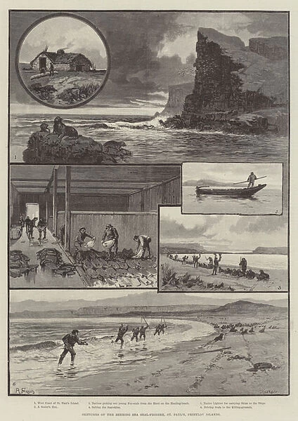Sketches of the Behring Sea Seal-Fishery, St Paul s, Pribylov Islands (engraving)