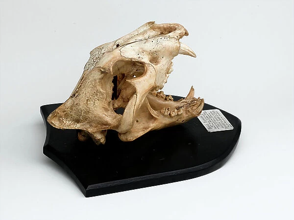 Skull of Plassey the tiger, 1870 circa (bone)