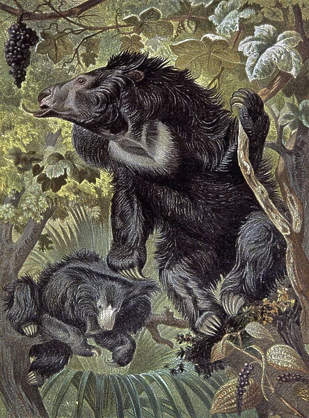 Sloth bear, 1884 (illustration)