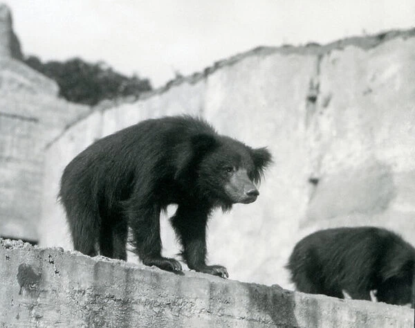 A Sloth Bear looks down from its enclosure in front of the Mappin Terraces, London Zoo