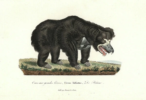 Sloth bear, Melursus ursinus (Ursus labiatus). Vulnerable. Handcoloured copperplate engraving from Rene Primevere Lesson's Complements de Buffon, Pourrat Freres, Paris, 1838