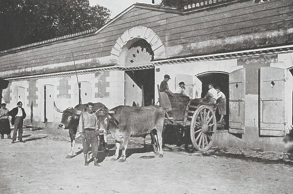 The slow-moving bullock-cart brings the grapes in great tubs from the vineyards to the press house, Bordeaux Wine Country (b / w photo)