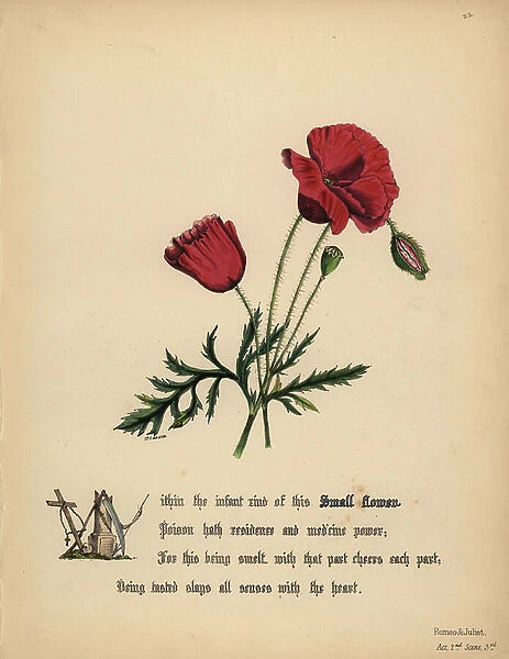 Small Flower or poppy (Romeo and Juliet). Handcoioured botanical illustration drawn and lithographed by Jane Elizabeth Giraud from The Flowers of Shakespeare, Day and Haghe, London, 1845