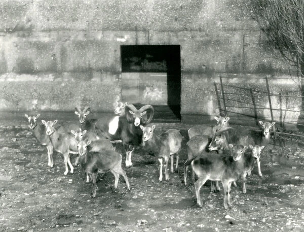A small herd of Mouflon at London Zoo in November 1926 (b  /  w photo)