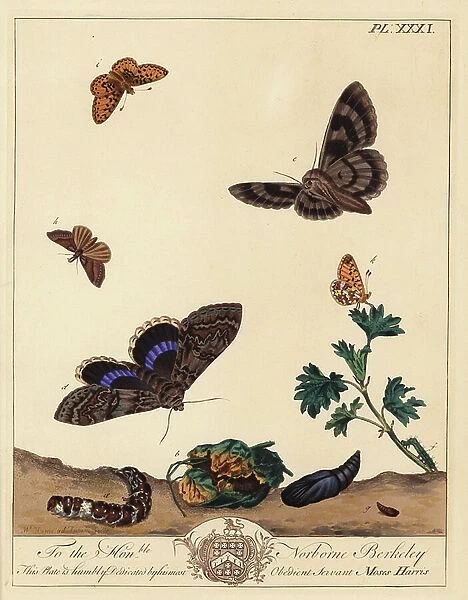 Small pearl bordered fritillary butterfly, Boloria selene, and Clifden nonpareil moth, Catocala fraxini. Handcoloured lithograph after an illustration by Moses Harris from 'The Aurelian; a Natural History of English Moths