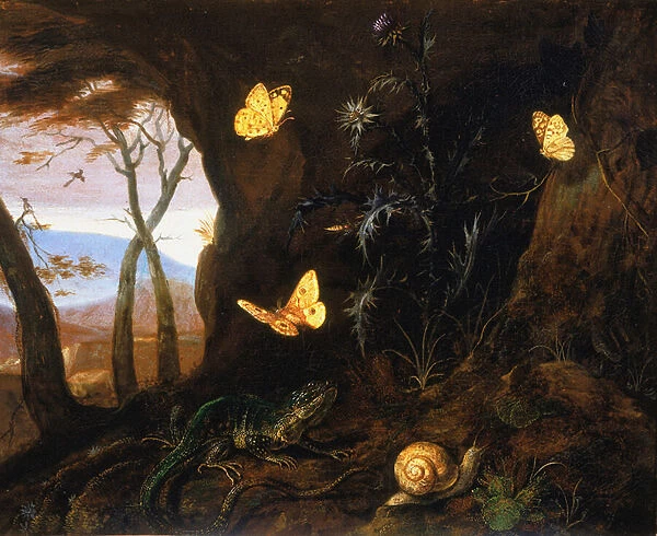 Small reptiles and butterflies in a corner of the woods