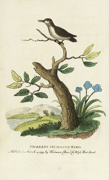 Smallest or bee hummingbird, Mellisuga helenae. Illustration copied from George Edwards. Handcoloured copperplate engraving from ' The Naturalist's Pocket Magazine, ' Harrison, London, 1799