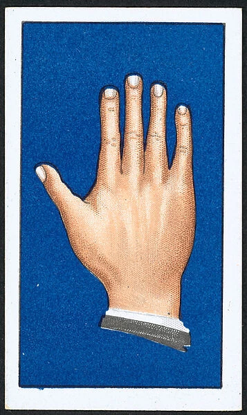Smooth Spatulate Finger Hands (colour litho)