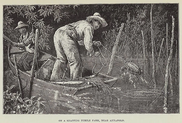 On a Snapping Turtle Farm, near Annapolis (engraving)