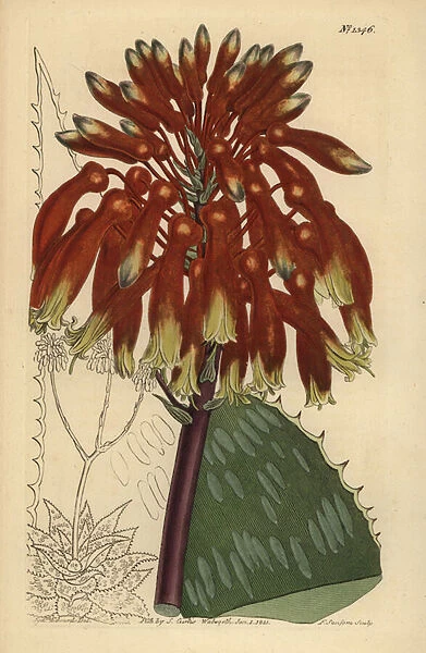 Soap aloe or zebra aloe, Aloe maculata (Largest common soap aloe, Aloe saponaria latifolia)