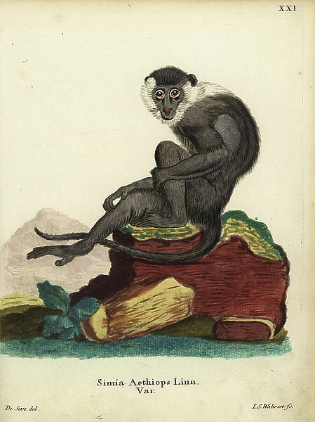 Sooty mangabey, Cercocebus atys. Simia aethiops Linn. var. Handcoloured copperplate engraving by Jakob Samuel Walwerth after an illustration by Jacques de Seve from Johann Christian Daniel Schreber's Animal Illustrations after Nature