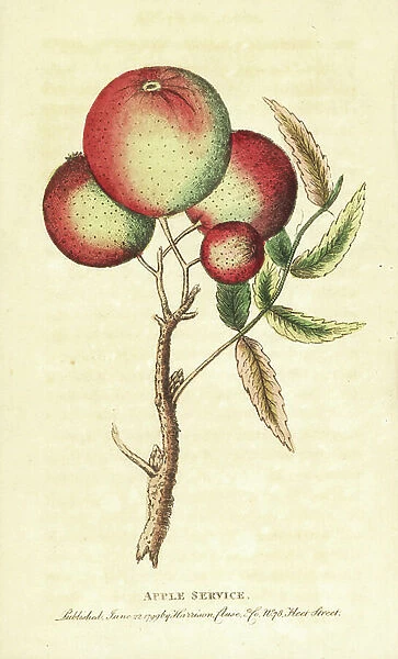 Sorb apples from a service tree, Sorbus domestica. Illustration copied from George Edwards. Handcoloured copperplate engraving from ' The Naturalist's Pocket Magazine, ' Harrison, London, 1799