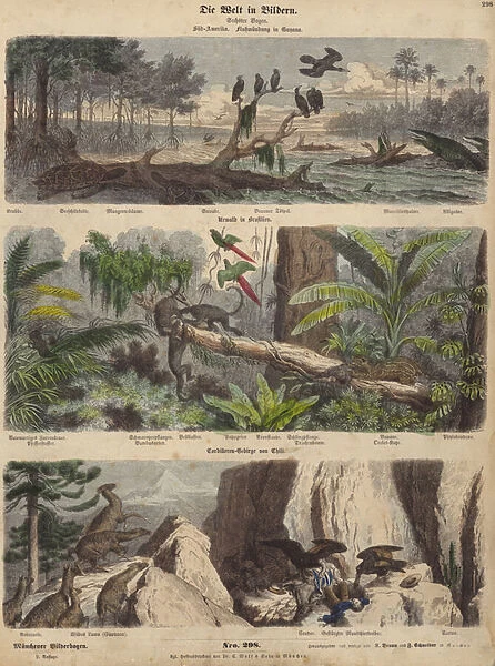 South America: estuary in Guyana; jungle in Brazil; Chilean Andes (coloured engraving)