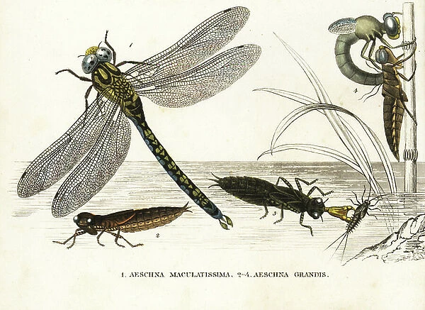 Southern hawker or blue hawker dragonfly, Aeshna cyanea (Aeschna maculatissima), and brown hawker, Aeshna grandis, nymph, and during metamorphosis. Handcoloured lithograph from Georg Friedrich Treitschke's Gallery of Natural History