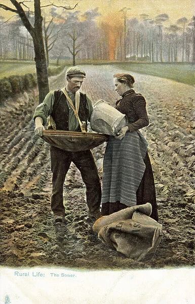 Sowers in a field (colour photo)