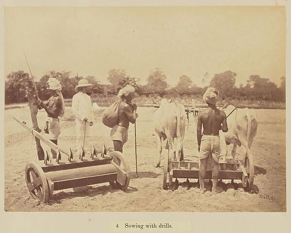 Sowing with drills, 1877 (albumen silver print)