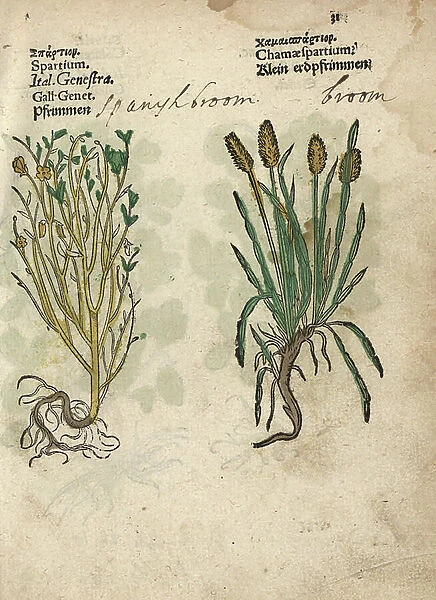Spanish broom, Spartium junceum, and broom, Genista tridentata (Chamaespartium). Handcoloured woodblock engraving of a botanical illustration from Adam Lonicer's Krauterbuch, or Herbal, Frankfurt, 1557