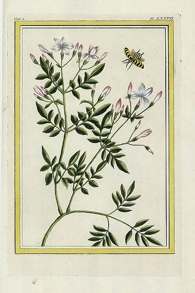 The Spanish Jasmine. Spanish jasmine, Jasminum grandiflorum. Handcoloured etching from Pierre Joseph Buchoz Precious and illuminated collection of the most beautiful and curious flowers, grown both in the gardens of China and in those of Europe