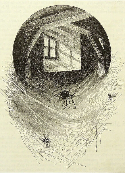Spiders and their webs in a dusty barn. Engraving, Paris, 1892