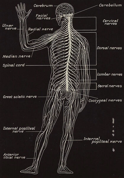 Spinal Cord and Spinal Nerves (litho)