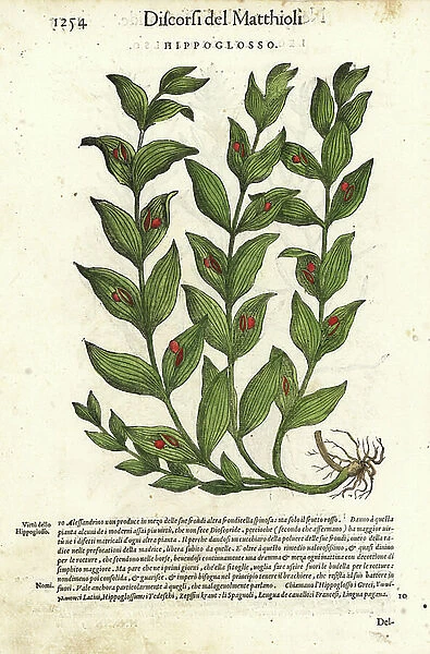 Spineless butcher's broom or horse tongue lily, Ruscus hypoglossum. Handcoloured woodblock print by Wolfgang Meyerpick after an illustration by Giorgio Liberale from Pietro Andrea Mattioli's Discorsi di P.A