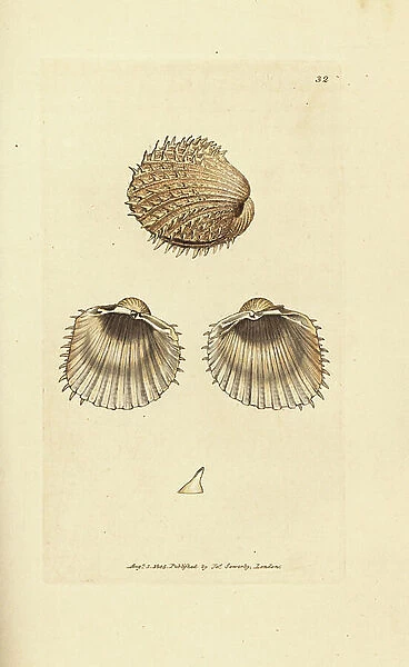Spiny cockle, Acanthocardia aculeata (Cardium spinosum). Handcoloured copperplate engraving by James Sowerby from The British Miscellany, or Coloured figures of new, rare, or little known animal subjects