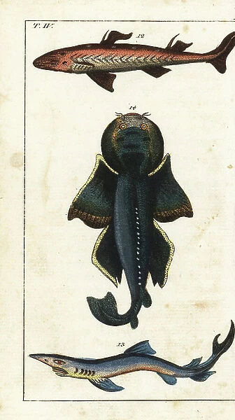 Spiny dogfish, Squalus acanthias 12, blue shark, Prionace glauca 13 and angel shark, Squatina squatina 14. Handcolored copperplate engraving from Gottlieb Tobias Wilhelm's Encyclopedia of Natural History: Fish, Augsburg, 1804