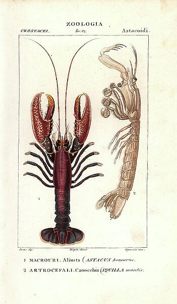 Spiny lobster or burail lobster and mantis shrimp or squille - Lithography, illustration by Jean Gabriel Pretre (1780-1885) edited by Pierre Jean Francois Turpin (1775-1840)