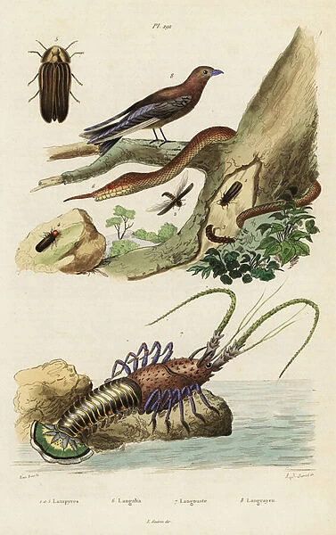 Spiny lobster, woodswallow, firefly and leaf-nosed snake. 1824-1829 (engraving)