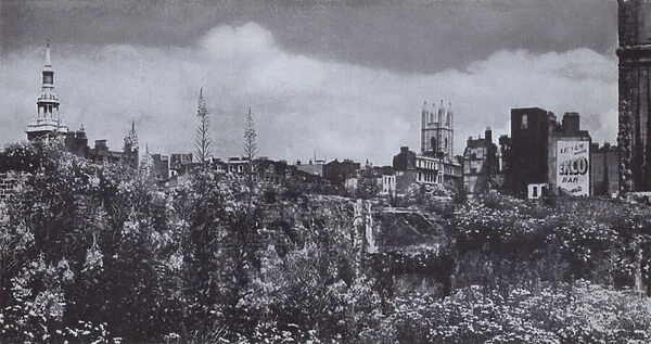 The spire of St Mary-le-Bow and the towers of St Mary Aldermary, and St Mildred, Bread Street, seen across the wilderness of flowering weeds which rapidly covered some of the scars left by the bombing of the city (b  /  w photo)