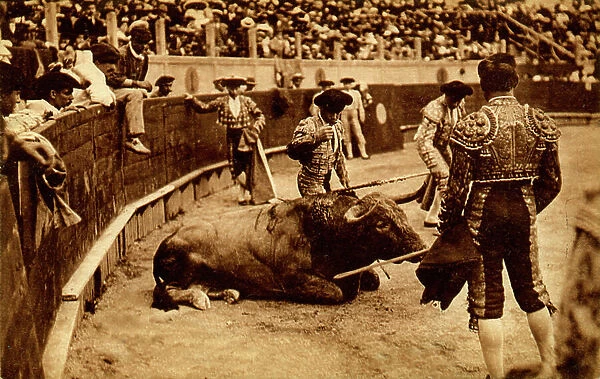 Sport. Bullfighting. Death of the bull, the puntilla. Photo, Spain, c.1910