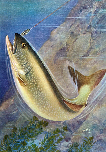 Sport Fishing: Lake Trout on the Line, 1950 (colour litho)