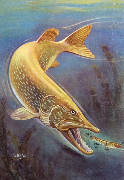 Sport Fishing: Northern Pike Striking a Lure, 1950 (colour litho)