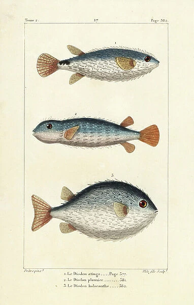 Spotted burrfish, Chilomycterus reticulatus 1, 2, and long-spine porcupinefish. Handcoloured copperplate engraving by Pee Jr. after an illustration by Jean-Gabriel Pretre from Bernard Germain de Lacepede's Natural History of Oviparous Quadrupeds
