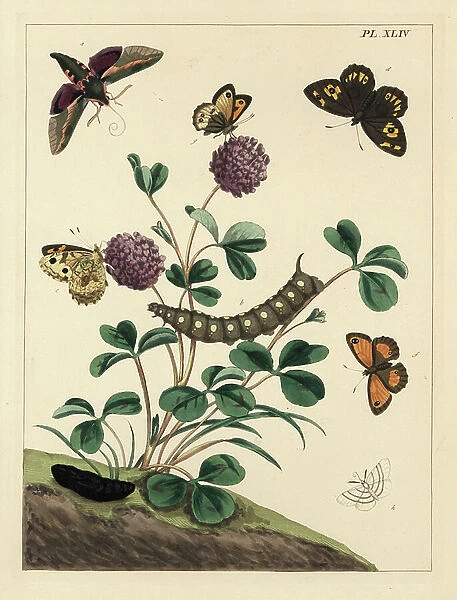 Spurge hawk-moth, Hyles euphorbiae, grayling, Hipparchia semele, gatekeeper, Pyronia tithonus, and common white wave, Cabera pusaria. Handcoloured lithograph after an illustration by Moses Harris from 'The Aurelian; a Natural History of English