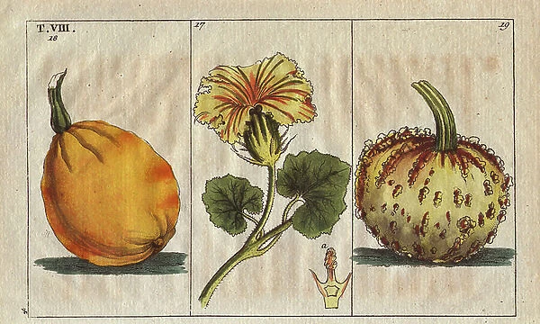 Squash flowers and fruit, Cucurbita pepo, and verrucosa, Cucurbita verrucosa