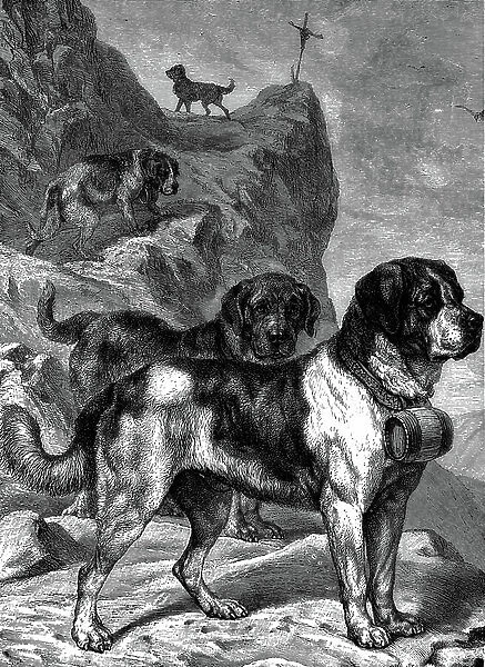 St Bernard mountain rescue dogs with flasks of brandy on their collars, c.1880 (engraving)